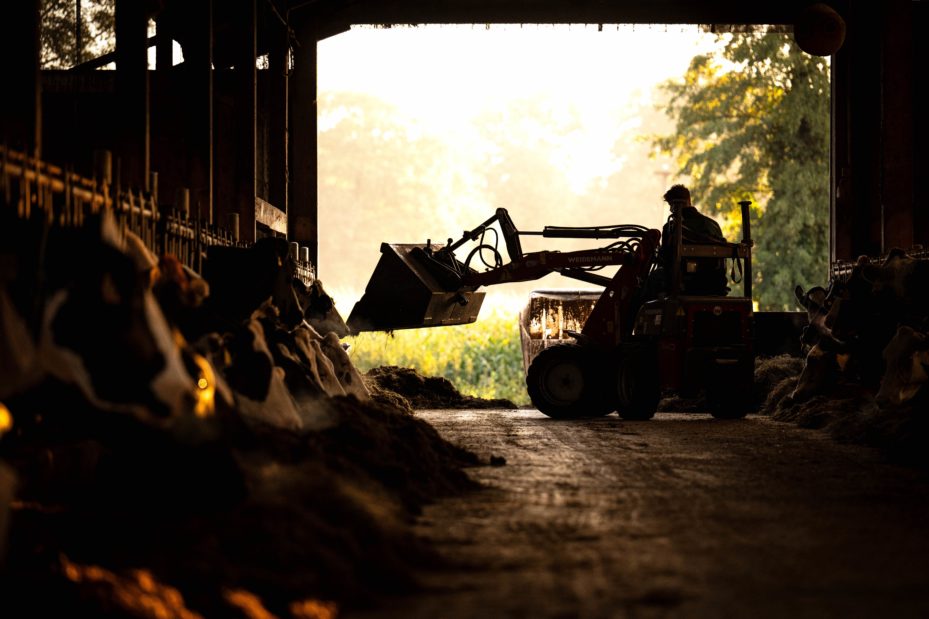 Ein Landwirt füttert bei Sonnenaufgang die Kühe im Stall.