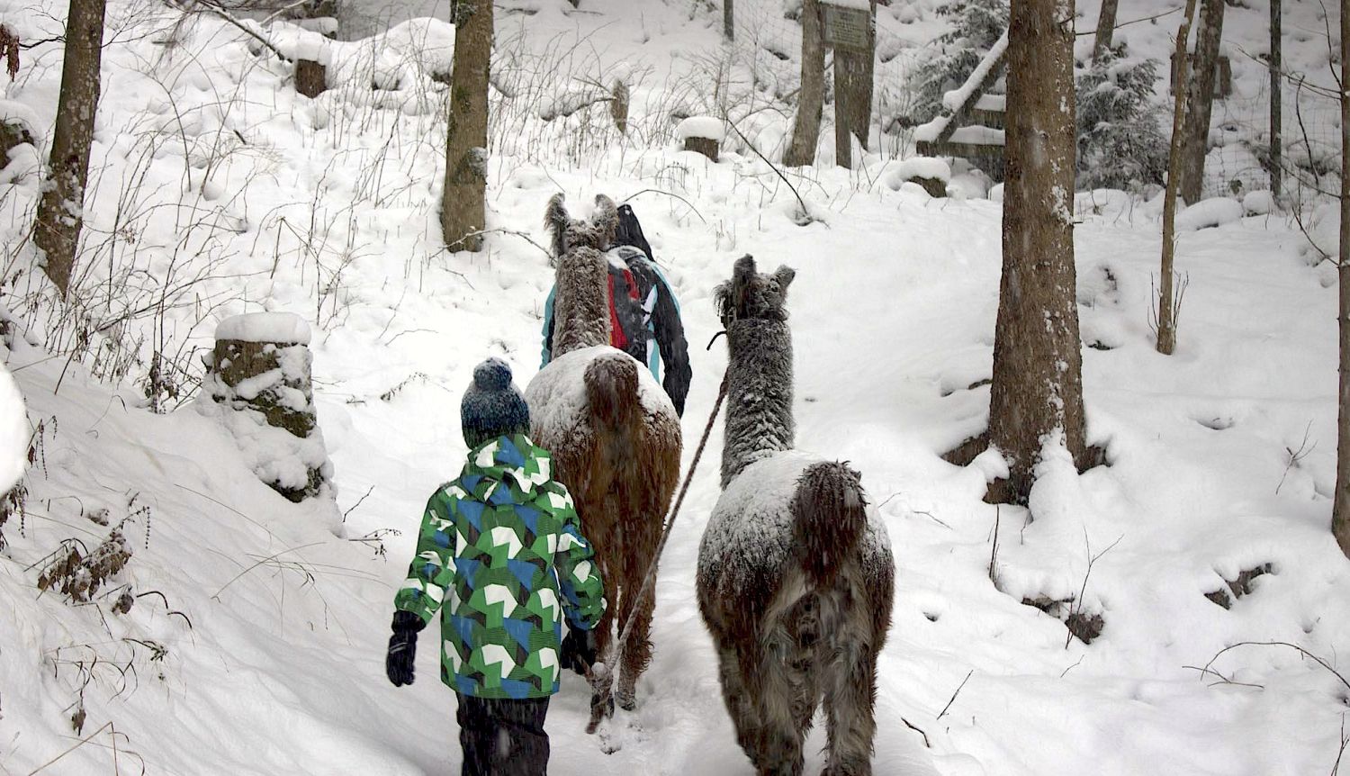 Lama Trekking im Winter © Liechtenstein Marketing