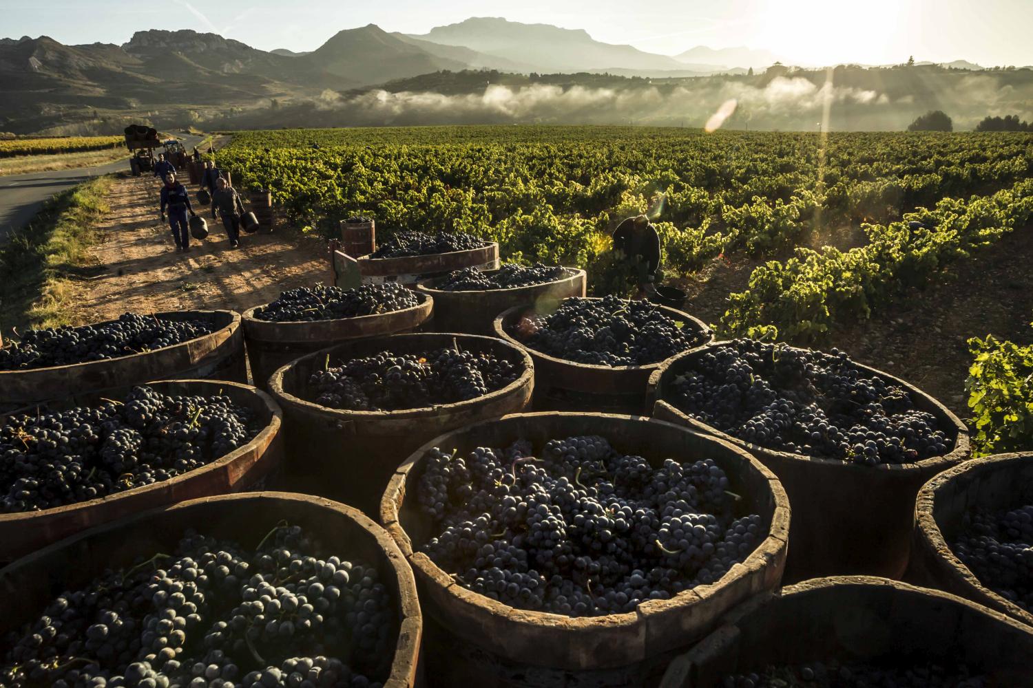 Ernte in der Region Rioja © CRR Rioja, Justo Rodriguez