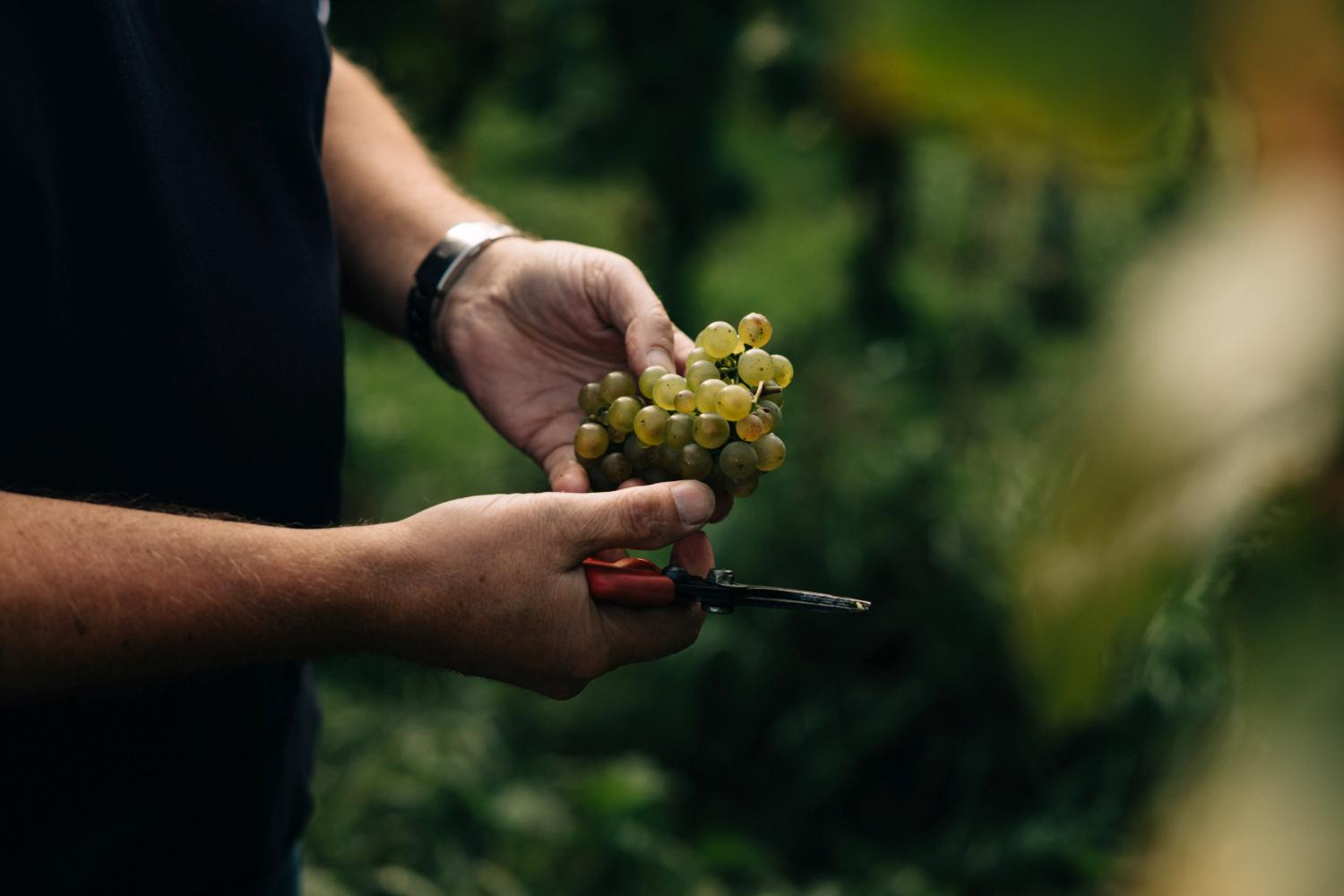 Weinlese © Karthäuserhof, Niclas Rimek
