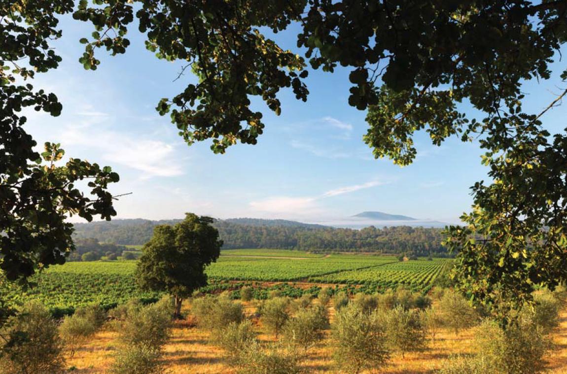 Typisch provenzalische Landscahft © Château Gasqui