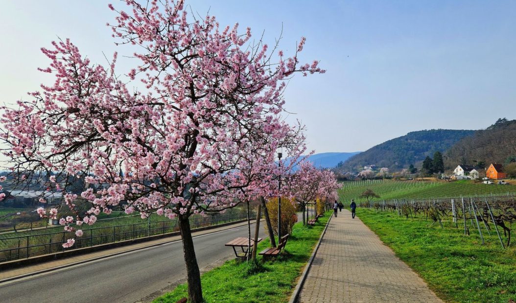 Die Mandelblüte lockt zu einer Reise in die Pfalz © Redaktion Bonder