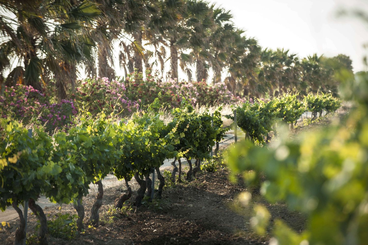 Auf dem Weingut Tenuta Gazzerotta der Familie Pellegrino © Cantine Pellegrino