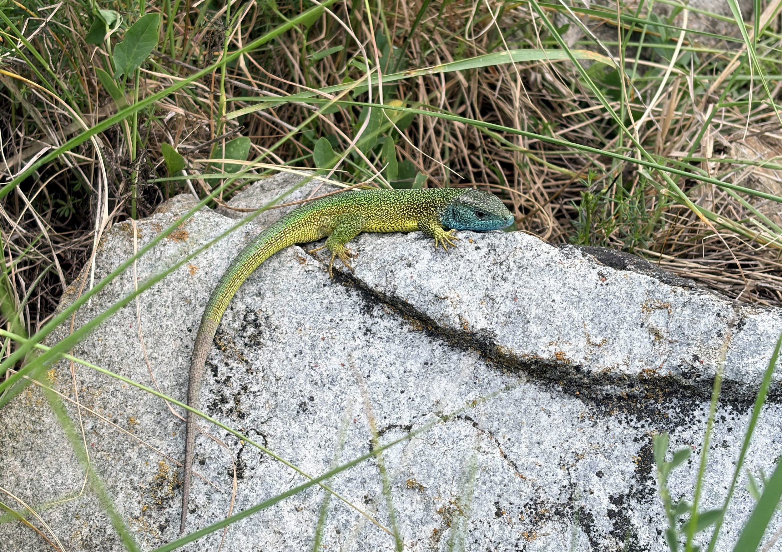 Die Smaragdeidechse ist häufig zu sehen in der Wachau © Bonder