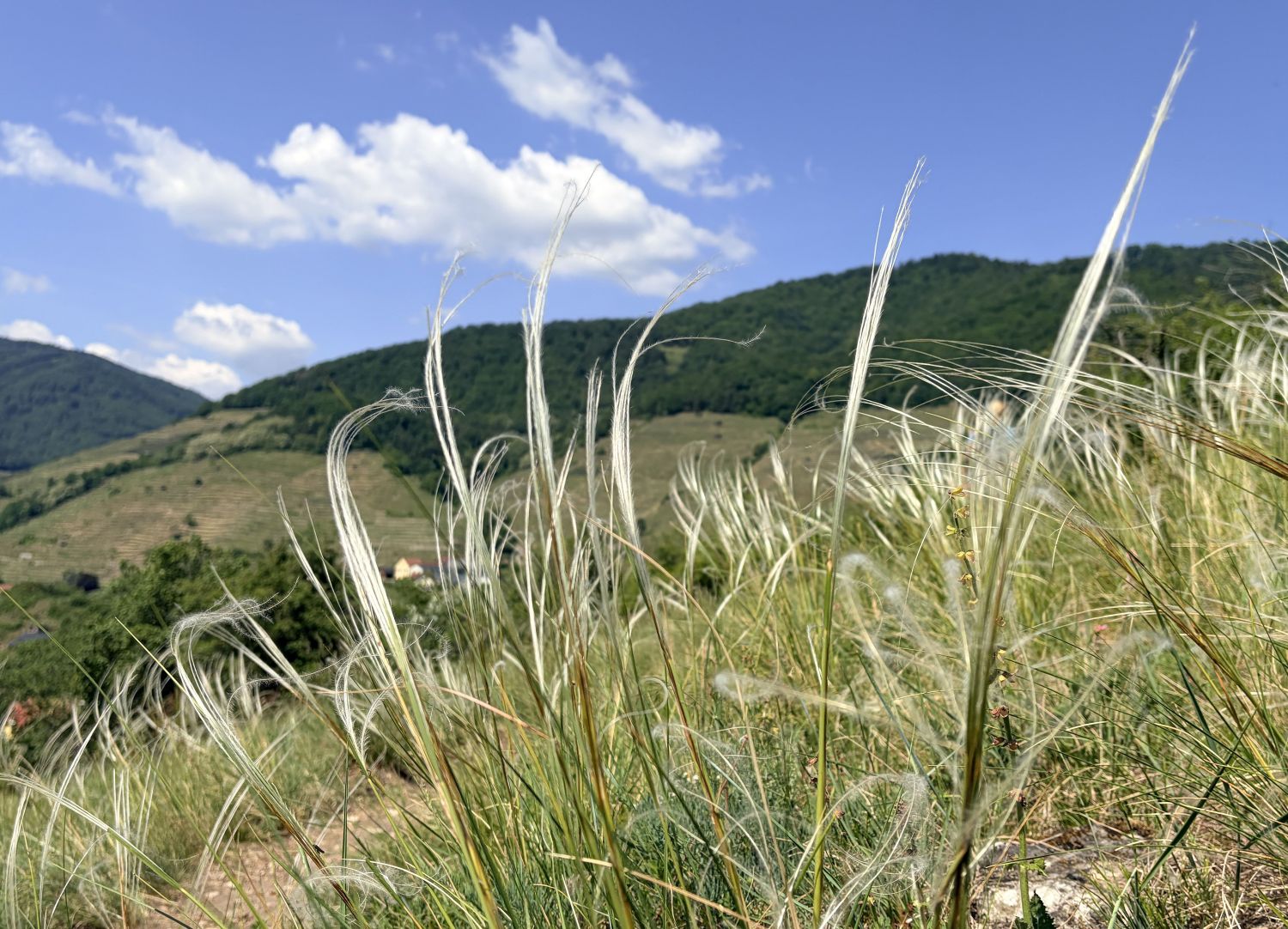 Die Steinfeder ist typisch für die Trockenrasen der Wachau © Bonder